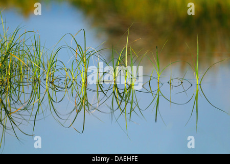 lesser pond-sedge (Carex acutiformis), mirror image in the water, Greece, Lesbos Stock Photo