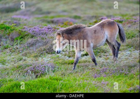 Exmoor pony (Equus przewalskii f. caballus), foal in the conservation area at blooming heath, Netherlands, Texel, Duenen von Texel Nationalpark Stock Photo