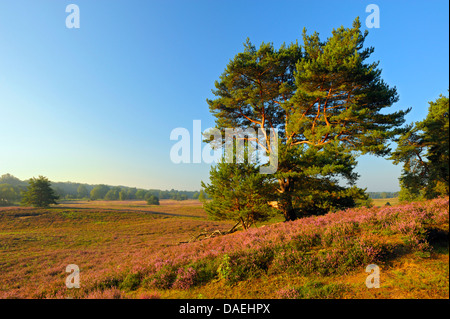 Scotch pine, Scots pine (Pinus sylvestris), in blooming heath, Germany, North Rhine-Westphalia, Nature Reserve Westruper Heide Stock Photo