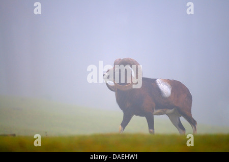 Mouflon (Ovis musimon, Ovis gmelini musimon, Ovis orientalis musimon), adult buck standing in the fog, Germany