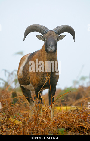 Mouflon (Ovis musimon, Ovis gmelini musimon, Ovis orientalis musimon), adult buck standing in the fog, Germany Stock Photo