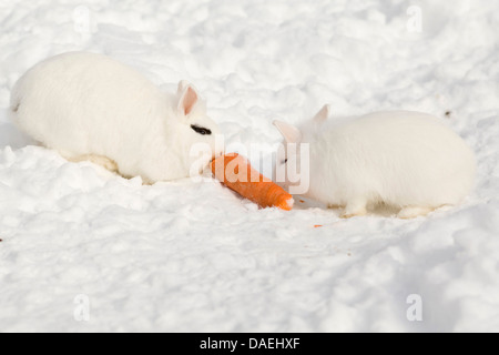 dwarf rabbit (Oryctolagus cuniculus f. domestica), two white rabbits sitting in the snow and feeding a carrot Stock Photo