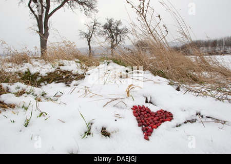 heart of of red rose hips lying in the snow as nature art, Germany Stock Photo