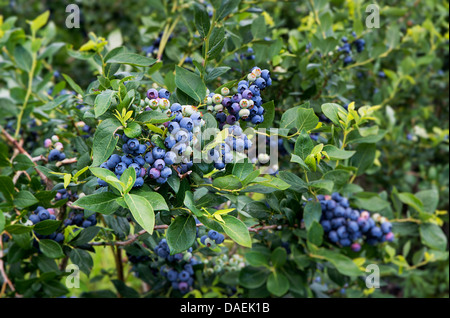 Blueberry bush, New Jersey, USA Stock Photo