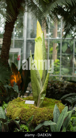 Washington DC, USA. 11th July, 2013. Amorphophallus titanum ('corpse flower' or 'stinky plant') ready to bloom at the US Botanical Gardens, Washington DC.  Blooms only once every 2 to 6 years. Depending on the condition of the environment. Full bloom will be in within 24 to 48 hours. Credit:  Khamp Sykhammountry/Alamy Live News Stock Photo