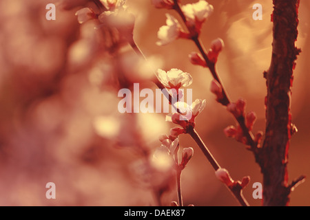 Closeup on thundercloud plum spring blossoms at sunset Stock Photo