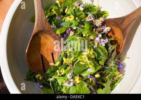 gill-over-the-ground, ground ivy (Glechoma hederacea), salat of wild herbs like common daisy, dandelion, deadnettle and ground ivy, Germany Stock Photo