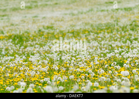 common dandelion (Taraxacum officinale), meadow full of blooming dandelion and seed heads, Germany Stock Photo