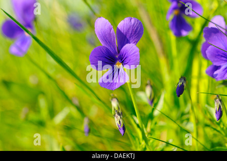 blue zinc violet (Viola guestphalica), blooming, westphalian endemit, Germany, North Rhine-Westphalia Stock Photo
