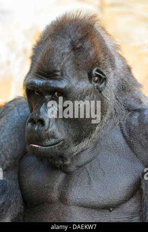 lowland gorilla (Gorilla gorilla gorilla), portrait Stock Photo