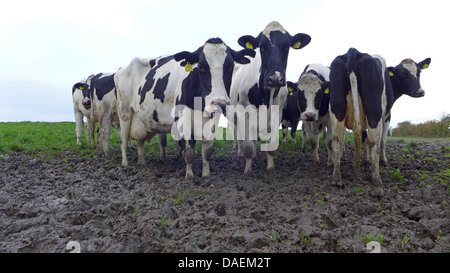 domestic cattle (Bos primigenius f. taurus), black pied dairy cattles standing in mud on a pasture, Netherlands