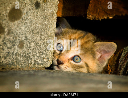 domestic cat, house cat (Felis silvestris f. catus), kitten looking out of the hiding place, Germany Stock Photo