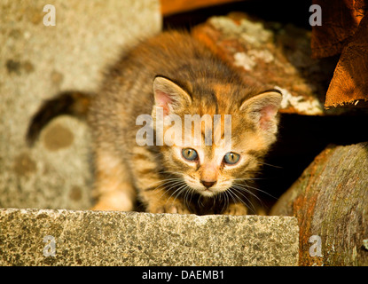 domestic cat, house cat (Felis silvestris f. catus), kitty with arched back standing on stairs, Germany Stock Photo
