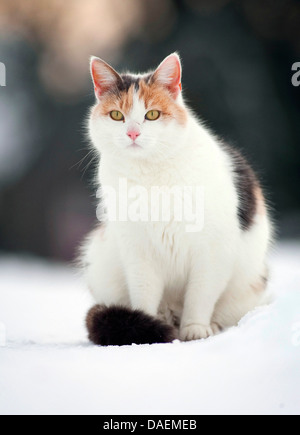 domestic cat, house cat (Felis silvestris f. catus), three coloured cat sitting in snow, Germany Stock Photo