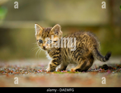 domestic cat, house cat (Felis silvestris f. catus), kitten on the ground looking around, Germany Stock Photo