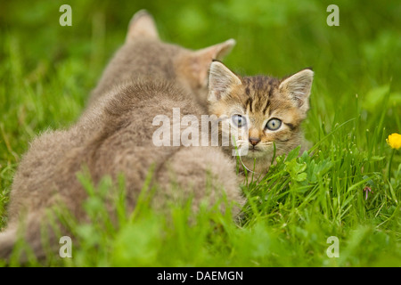 domestic cat, house cat (Felis silvestris f. catus), cat lying together with her kitten on grass and resting, Germany Stock Photo