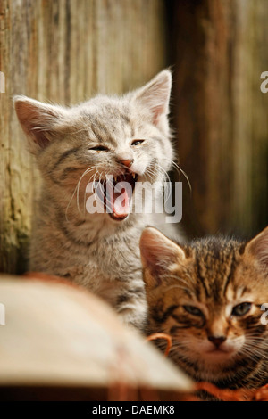 domestic cat, house cat (Felis silvestris f. catus), two kitten, one yawning, Germany Stock Photo