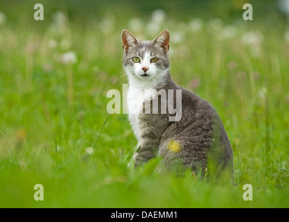 domestic cat, house cat (Felis silvestris f. catus), grey and white cat in a meadow looking towards the camera, Germany