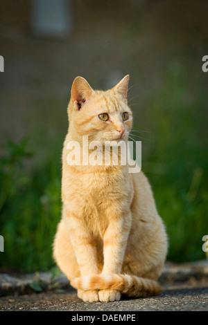 domestic cat, house cat (Felis silvestris f. catus), sitting at the wayside, Germany Stock Photo