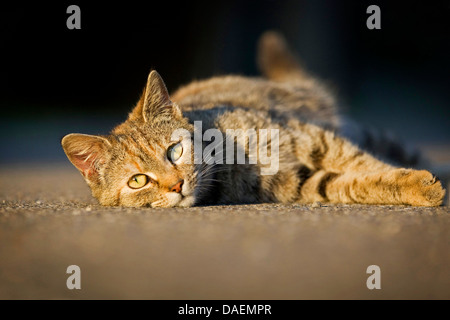 domestic cat, house cat (Felis silvestris f. catus), lying relaxed on the ground, Germany Stock Photo