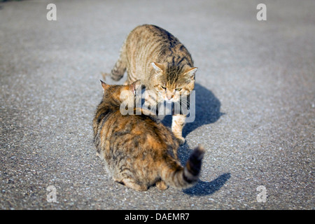 domestic cat, house cat (Felis silvestris f. catus), two cats meeting on the street, Germany Stock Photo