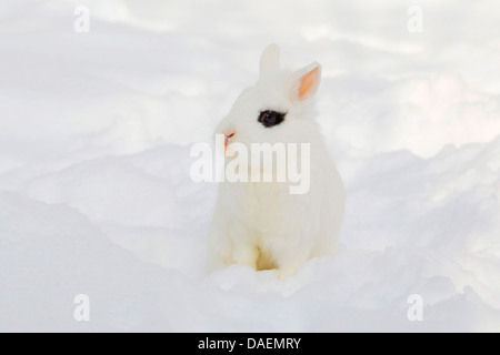 Lionhead rabbit (Oryctolagus cuniculus f. domestica), white with dark fleck at the eye sitting in the snow, Germany Stock Photo