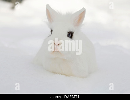 Lionhead rabbit (Oryctolagus cuniculus f. domestica), white with dark fleck at the eyes sitting in the snow, Germany Stock Photo