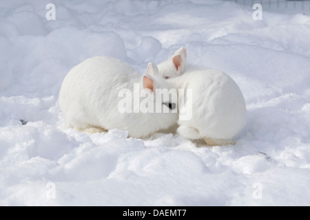 dwarf rabbit (Oryctolagus cuniculus f. domestica), two white rabbits nosing at each other in the snow, Germany Stock Photo