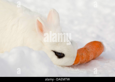 Lionhead rabbit (Oryctolagus cuniculus f. domestica), sitting in the snow and nibbling a carrot Stock Photo