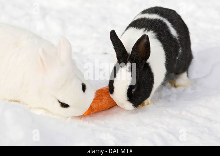 dwarf rabbit (Oryctolagus cuniculus f. domestica), two rabbits sitting in the snow and feeding a carrot Stock Photo