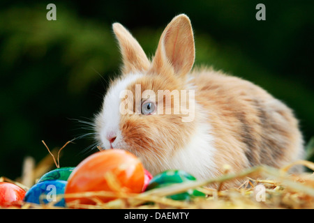 Lionhead rabbit (Oryctolagus cuniculus f. domestica), sitting on straw with colourfully painted hen's eggs, Germany Stock Photo