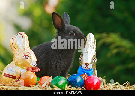 dwarf rabbit (Oryctolagus cuniculus f. domestica), sitting on straw with chocolate Easter bunnies and colourfully painted hen's eggs, Germany Stock Photo