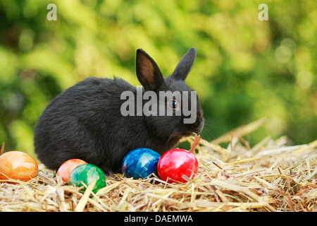 dwarf rabbit (Oryctolagus cuniculus f. domestica), sitting on straw with colourfully painted hen's eggs, Germany Stock Photo