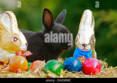 dwarf rabbit (Oryctolagus cuniculus f. domestica), sitting on straw with chocolate Easter bunnies and colourfully painted hen's eggs, Germany Stock Photo