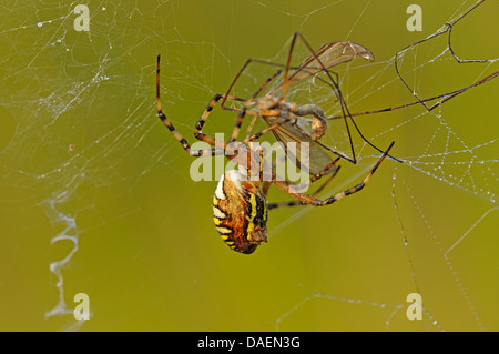 black-and-yellow argiope, black-and-yellow garden spider (Argiope bruennichi), enwrapping a caught cranefly, Germany Stock Photo