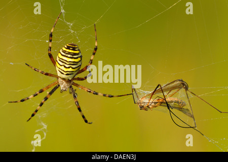 black-and-yellow argiope, black-and-yellow garden spider (Argiope bruennichi), sitting in its web with a caught cranefly, Germany Stock Photo