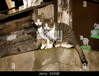 domestic cat, house cat (Felis silvestris f. catus), two kittens sitting on a sill at a house wall, Germany Stock Photo