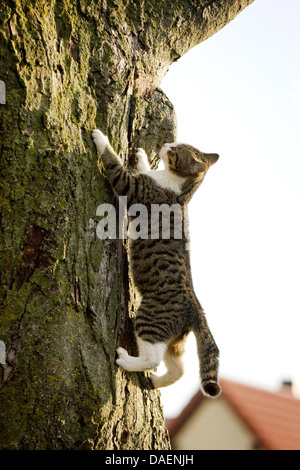 domestic cat, house cat (Felis silvestris f. catus), climbing up a tree, Germany Stock Photo