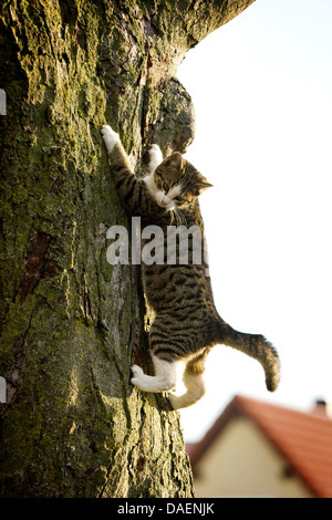 domestic cat, house cat (Felis silvestris f. catus), climbing up a tree, Germany Stock Photo