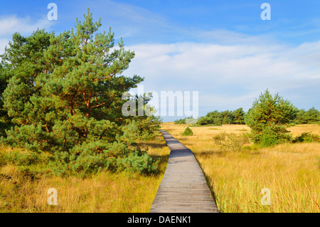 planked footpath through a grassgrown dunelandscape with pines, Germany, Mecklenburg-Western Pomerania, Western Pomerania Lagoon Area National Park Stock Photo