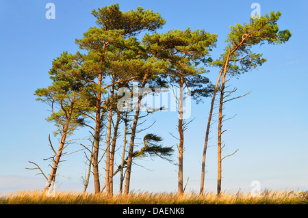Scotch pine, Scots pine (Pinus sylvestris), group against blue sky, Germany, Mecklenburg-Western Pomerania, Western Pomerania Lagoon Area National Park Stock Photo