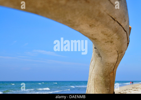 a piece of driftwood at the Baltic Sea beach, Germany Stock Photo