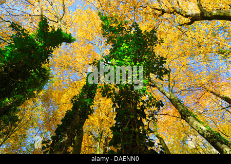 English ivy, common ivy (Hedera helix), view of tree crown from below with creeping ivy, Germany Stock Photo
