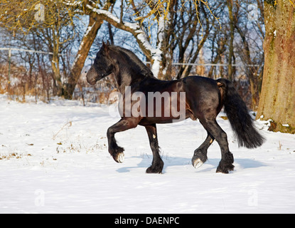 Friesian horse (Equus przewalskii f. caballus), trotting over snowcovered paddock, Germany Stock Photo