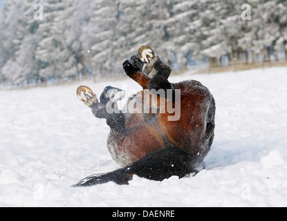 domestic horse (Equus przewalskii f. caballus), brown warmblood weltering in the snow, Switzerland Stock Photo