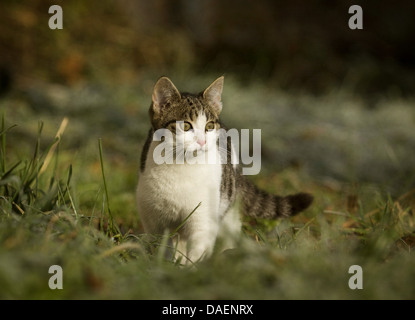 domestic cat, house cat (Felis silvestris f. catus), standing in a meadow, Germany Stock Photo