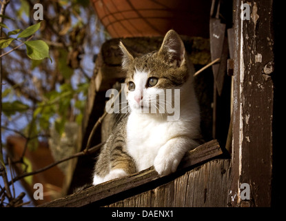 domestic cat, house cat (Felis silvestris f. catus), lying on a wooden balustrade in a garden, Germany Stock Photo