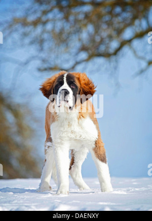 Saint Bernard Dog (Canis lupus f. familiaris), whelp standing in snow, Germany Stock Photo