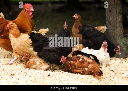 domestic fowl (Gallus gallus f. domestica), free-range hens at dust bath with fresh wood shavings, Germany Stock Photo