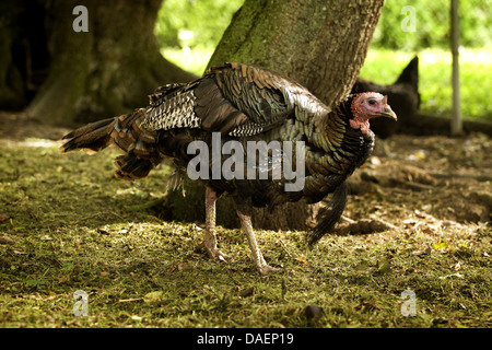 common turkey (Meleagris gallopavo), in the run, Germany Stock Photo